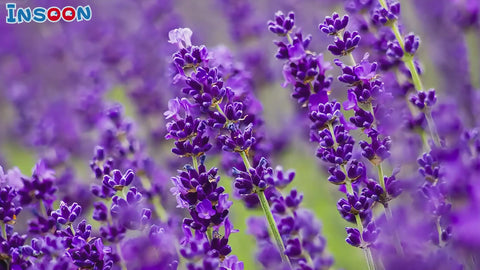 Lavender Manor House Building Set with Lights